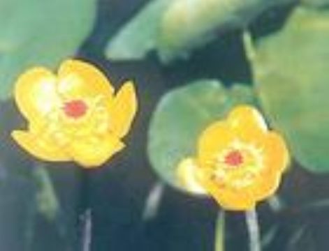 Nuphar Pumilum Extract